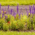 Marchewki i nawozy – jak poprawić smak i kolor?