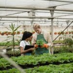 Nawadnianie w tunelu foliowym bez kałuż: spadki, ściółka i dawkowanie Ogrodnicy oglądają rośliny w tunelu foliowym pod kątem nawadniania