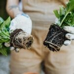 Ręce ogrodnika trzymające rozsadę z odsłoniętymi korzeniami