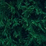 Zbliżenie gęstych, zielonych gałązek tui jako tło artykułu ogrodniczego