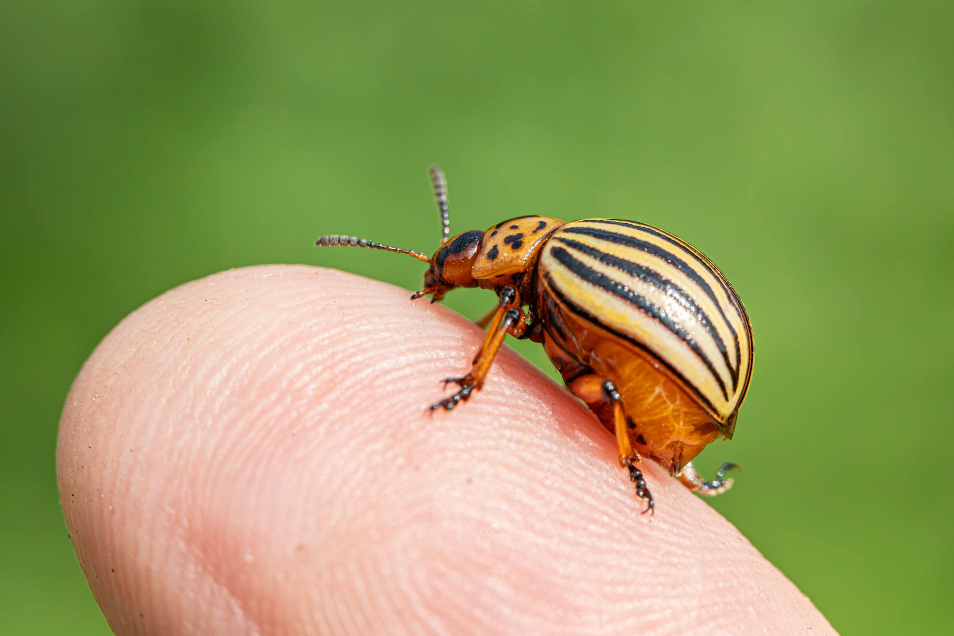 Stonka ziemniaczana na ludzkim palcu w zbliżeniu