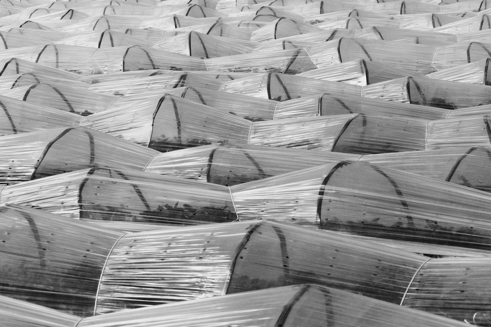 Przenośna osłona przeciw przymrozkom z pałąków i folii PCV: szybkie rozkładanie na noc i zwijanie rano Wczesnowiosenny ogród w czerni i bieli przed ochroną przed przymrozkami