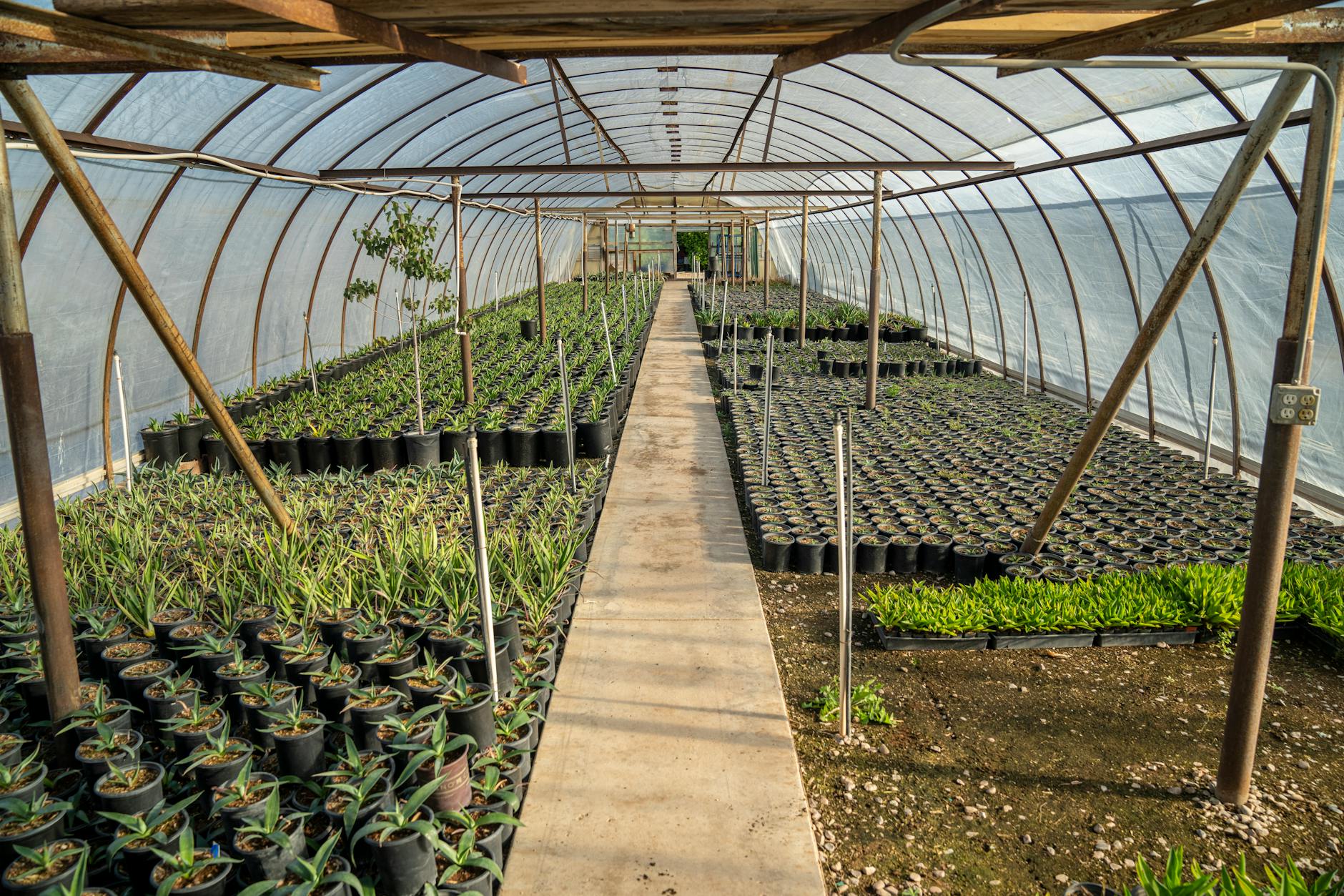 Zielone rośliny rosnące w dużej szklarni w rzędach