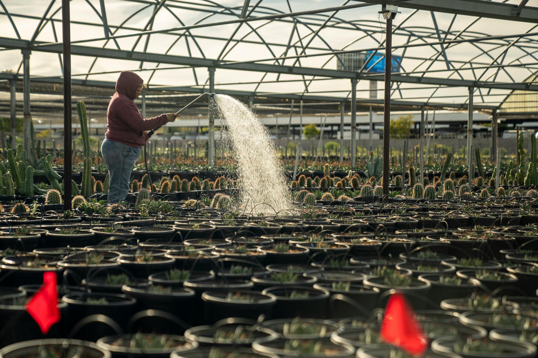 Podlewanie kaktusów w doniczkach wewnątrz szklarni