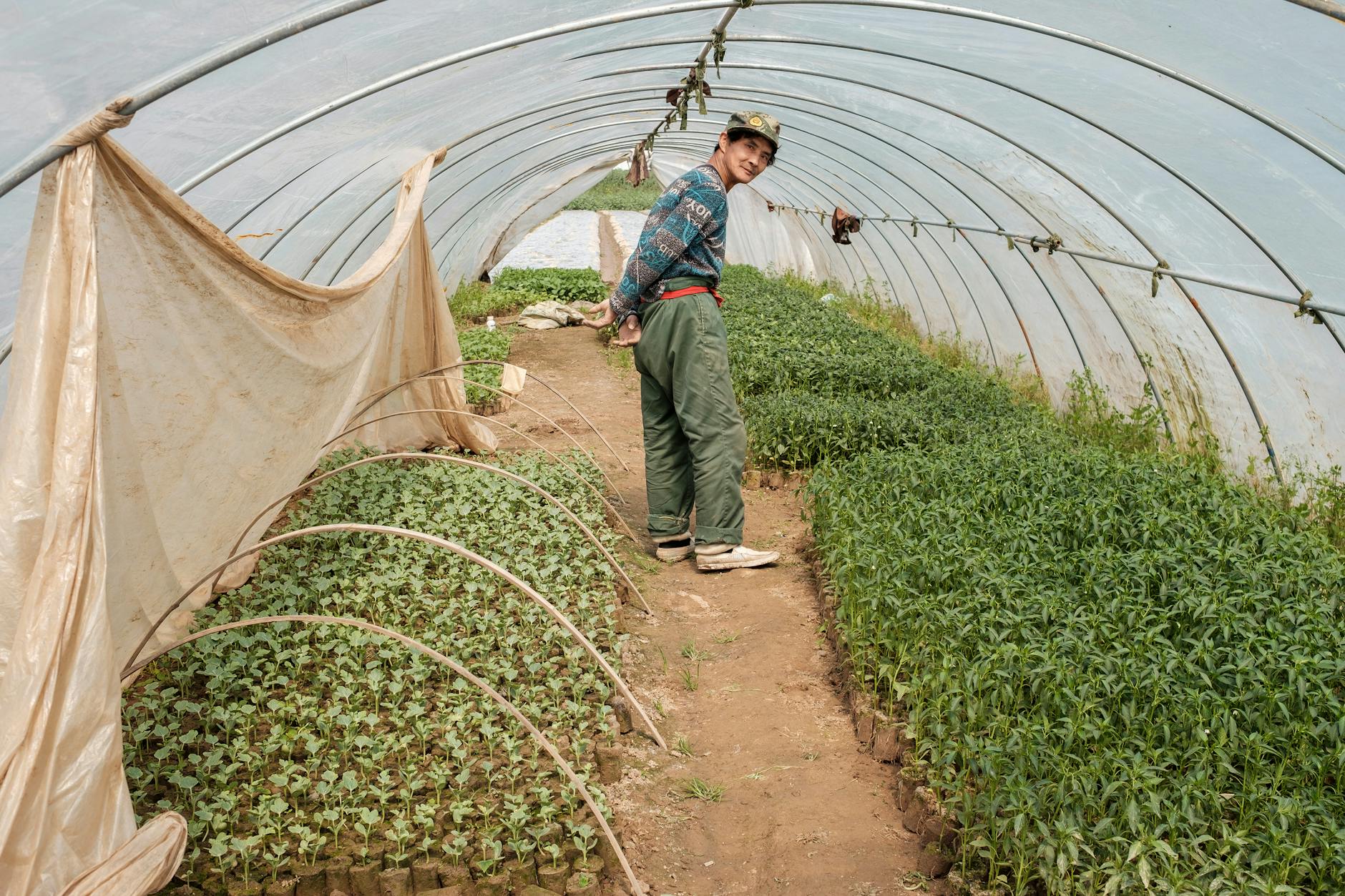 Starszy ogrodnik dogląda sadzonek lawendy w tunelu foliowym