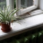 Oświetlenie roślin w mieszkaniu: jak dobrać miejsce bez miernika luxów Zielona zielistka na parapecie w naturalnym świetle obok kaloryfera