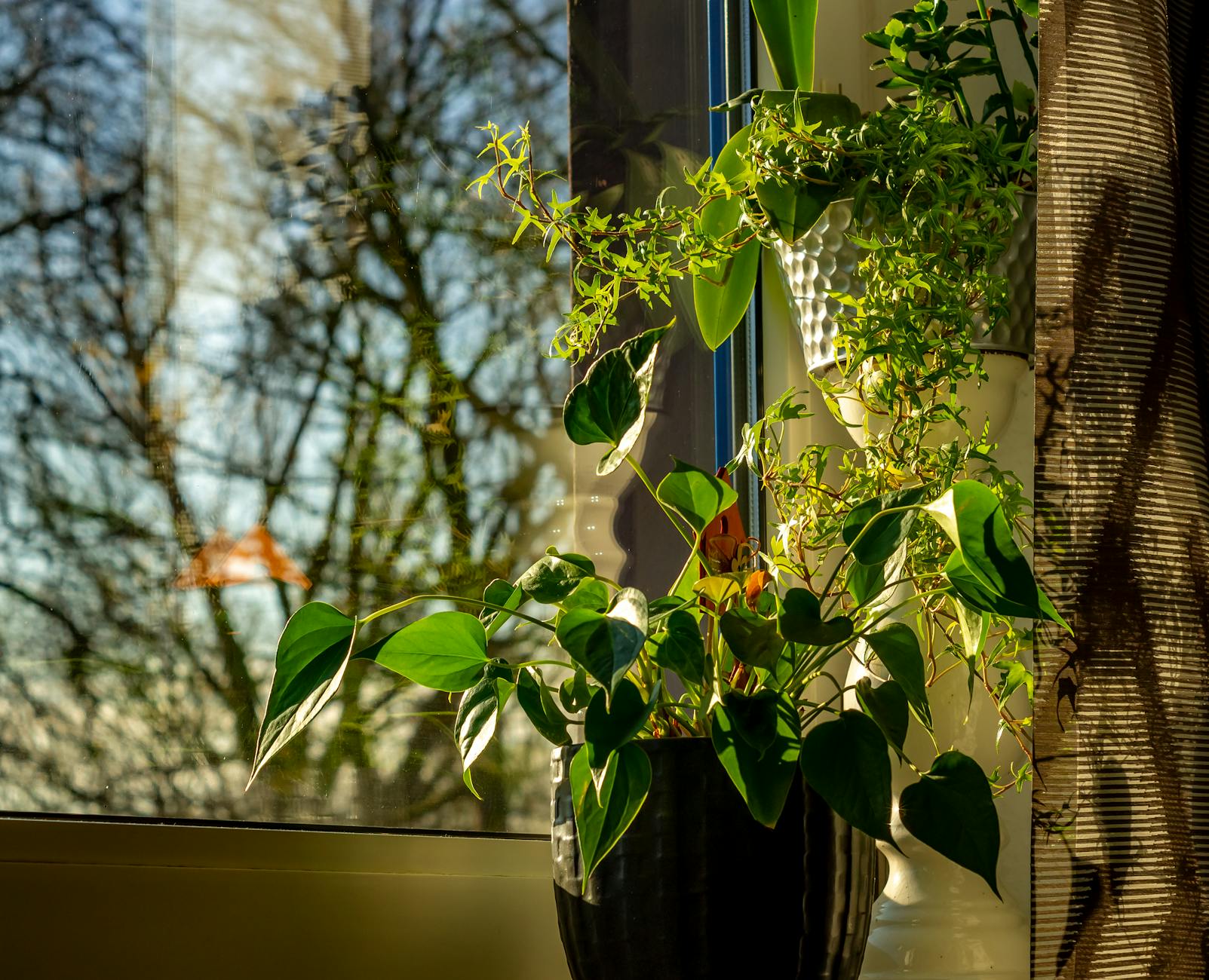 Zielone rośliny doniczkowe przy oknie, oświetlone naturalnym słońcem