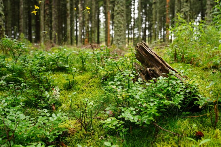 Jak zakwasić glebę pod borówkę amerykańską metodami naturalnymi i mineralnymi?