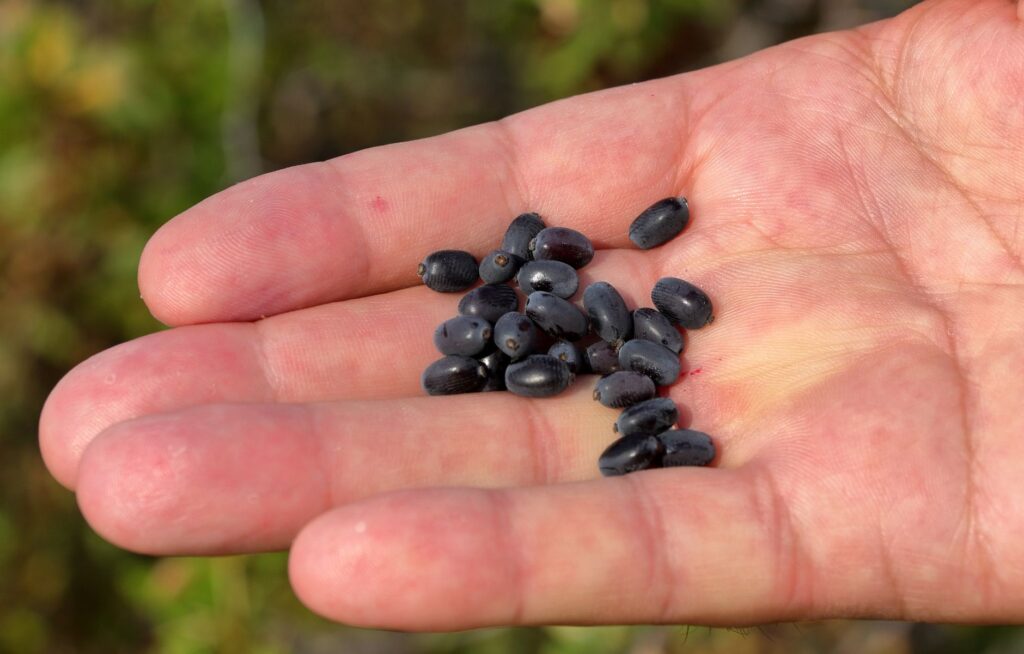 Jak zakwasić glebę pod borówkę amerykańską metodami naturalnymi i mineralnymi?